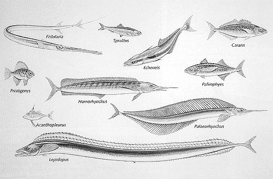 Rekonstruktion der wichtigsten Knochenfische aus den Engi-Dachschiefern.