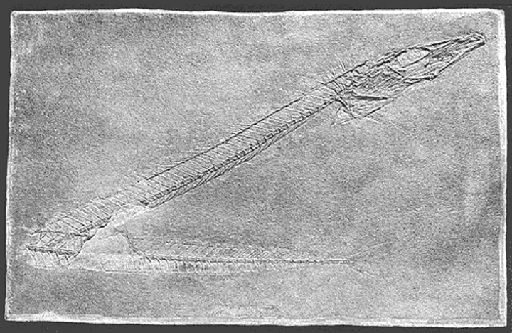 Lepidopus