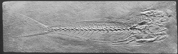 Echeneis