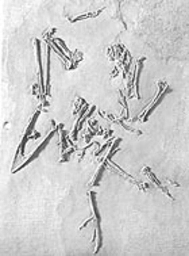 1. Glarner Vogel