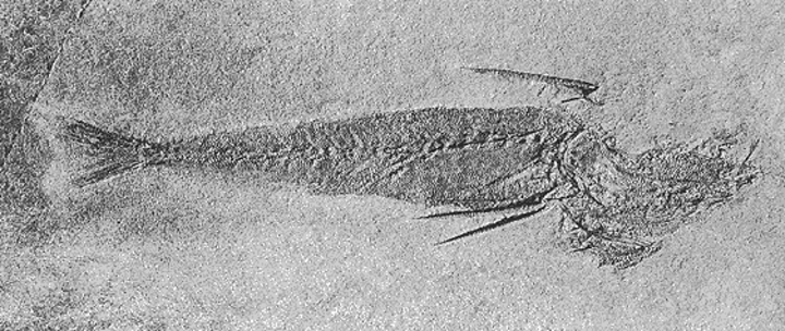 Acanthopleurus