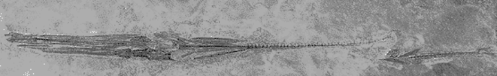 Fistularia