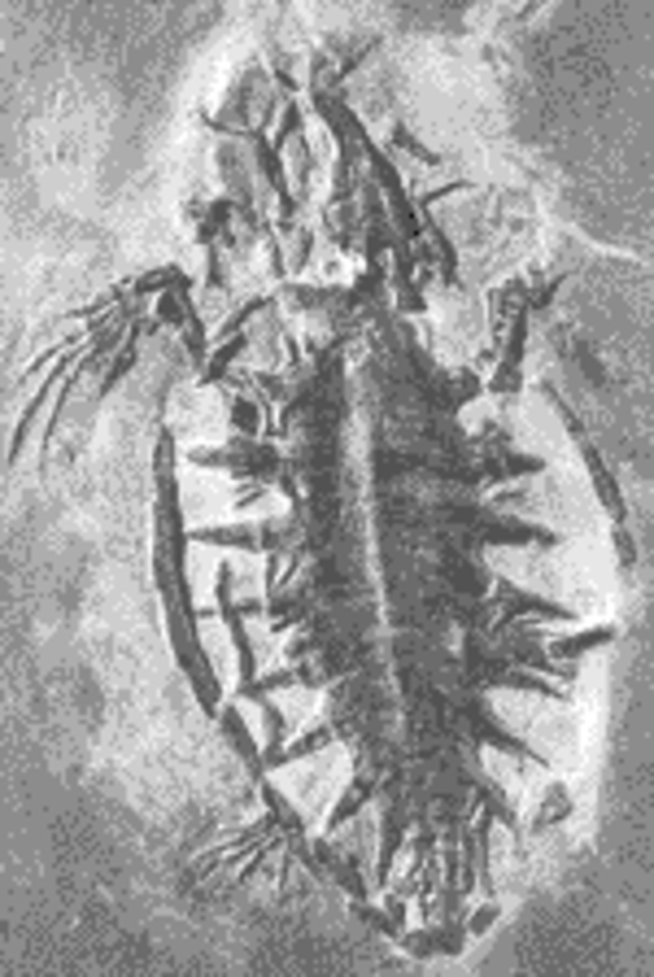 Fossil