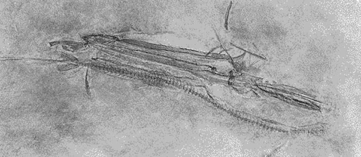 Fistularia
