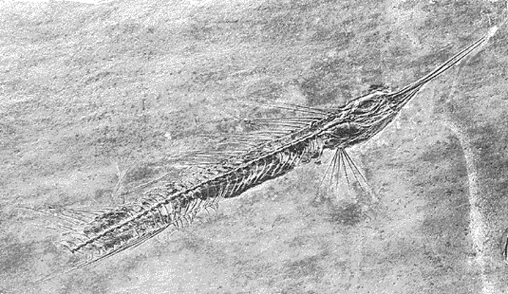 Palaeorhynchus