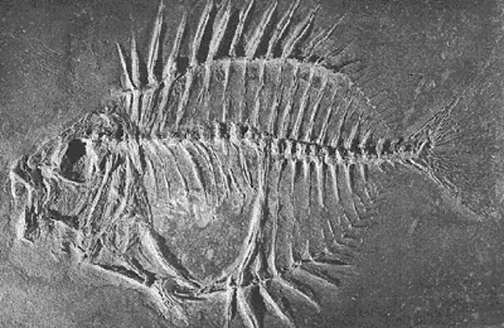 Kaninchenfisch